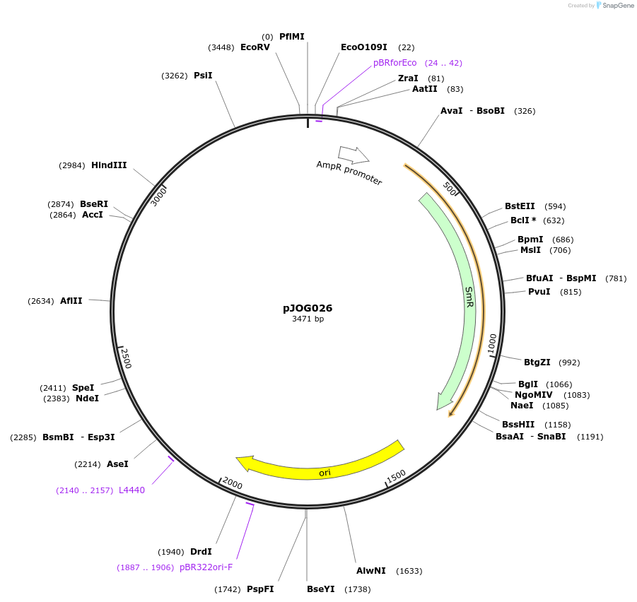 105366-plasmid-map-sequence-id-206364