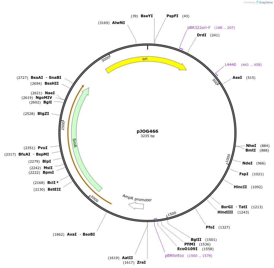 105368-plasmid-map-sequence-id-206366