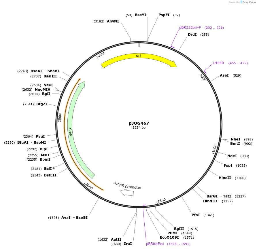 105369-plasmid-map-sequence-id-206367