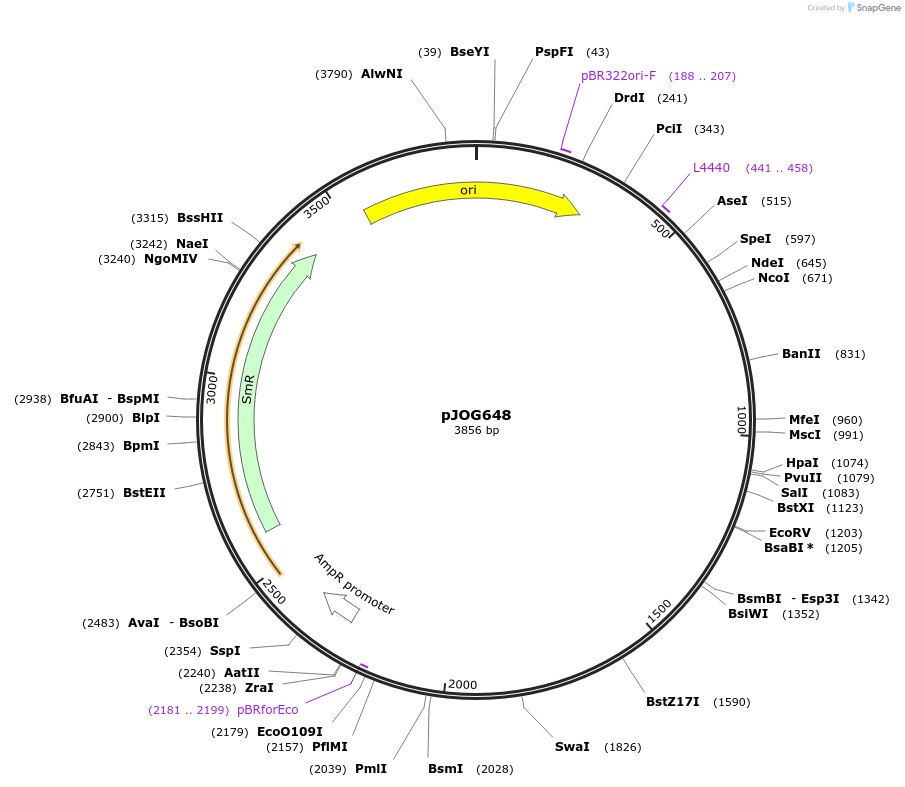 105371-plasmid-map-sequence-id-206368