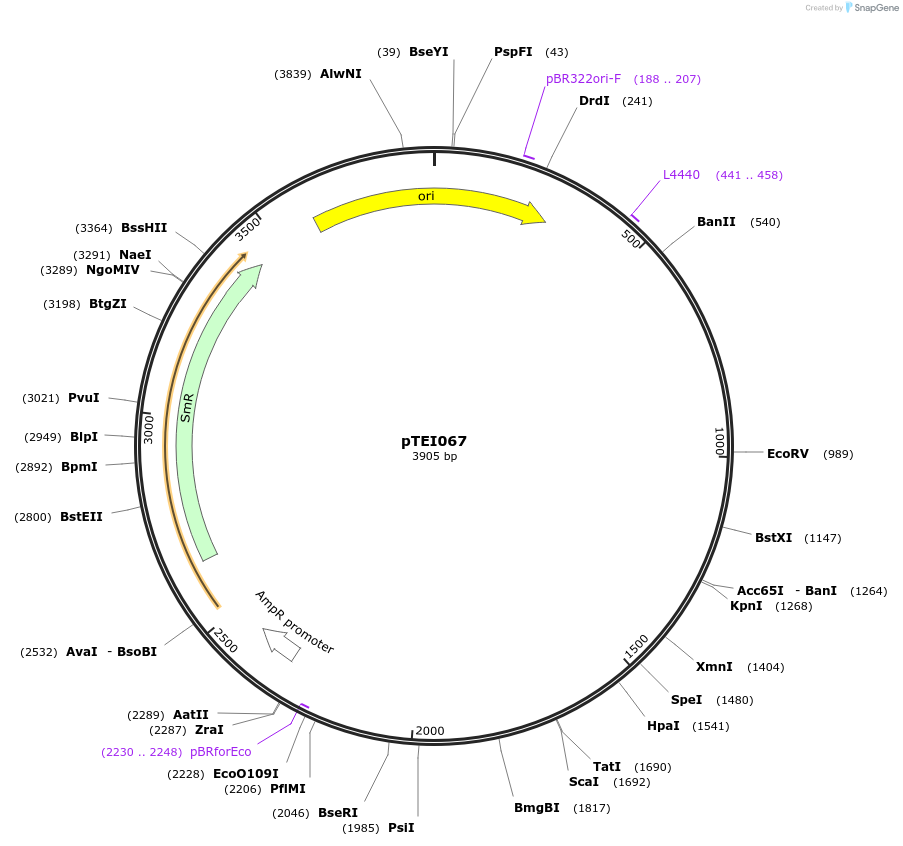 105372-plasmid-map-sequence-id-206369