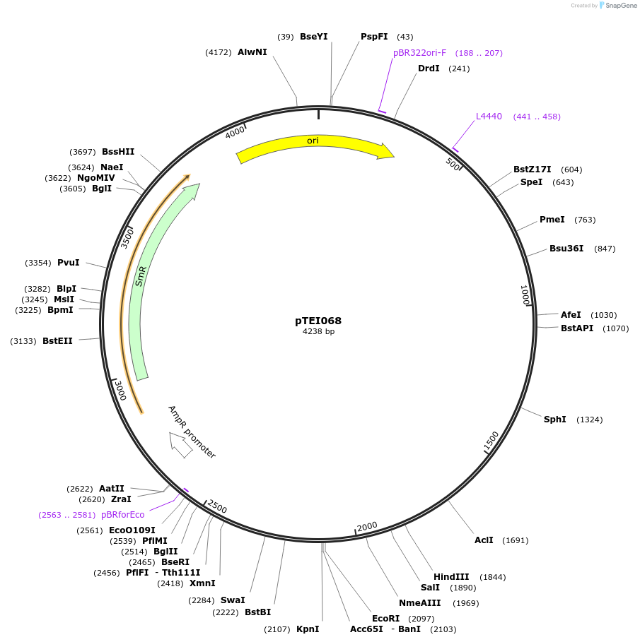 105373-plasmid-map-sequence-id-206370