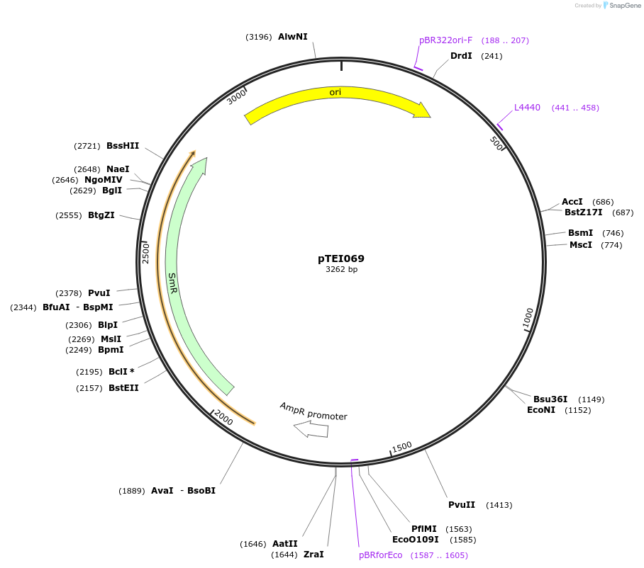 105374-plasmid-map-sequence-id-206371