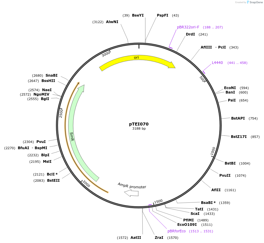 105375-plasmid-map-sequence-id-206372