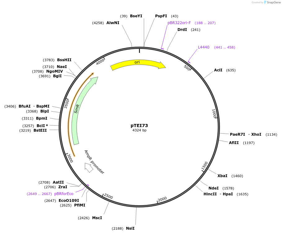 105377-plasmid-map-sequence-id-206377