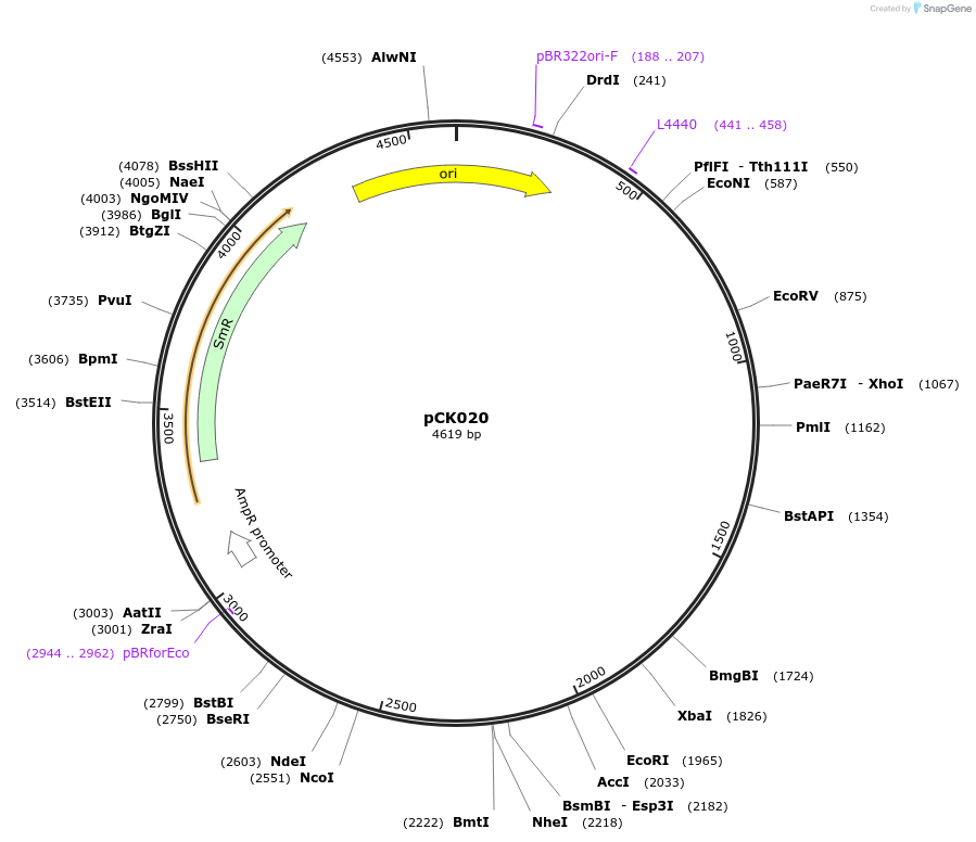 105379-plasmid-map-sequence-id-206378
