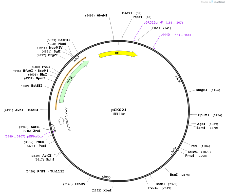 105380-plasmid-map-sequence-id-206379