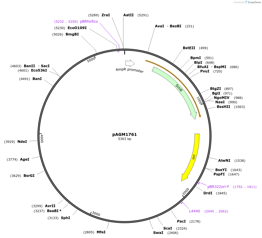 105381-plasmid-map-sequence-id-206380