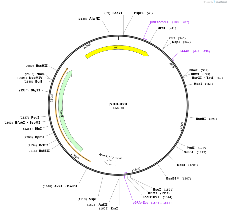 105382-plasmid-map-sequence-id-206381