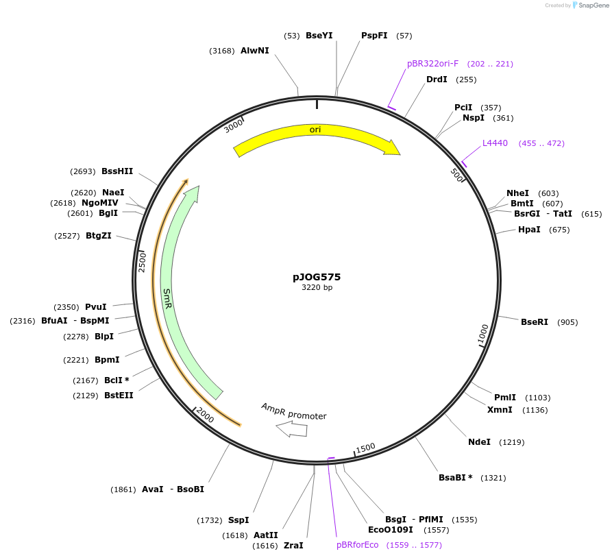 105383-plasmid-map-sequence-id-206382