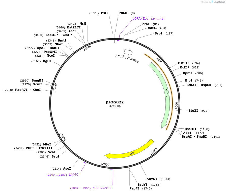 105384-plasmid-map-sequence-id-206383