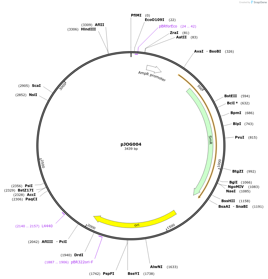 105386-plasmid-map-sequence-id-206385