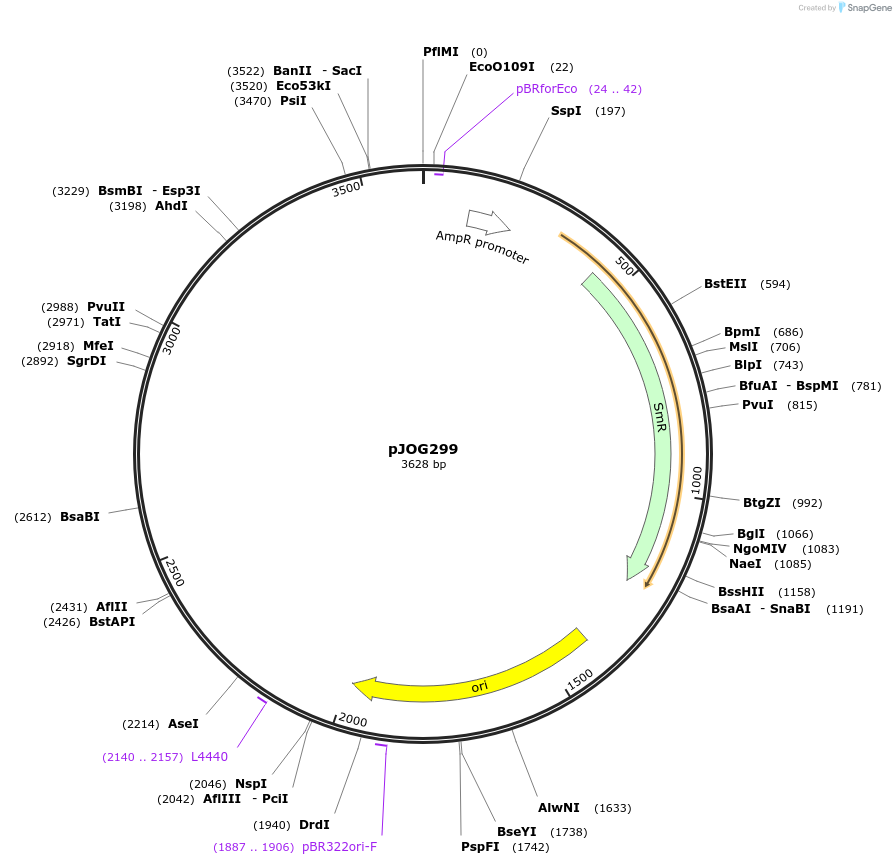 105360-plasmid-map-sequence-id-206420