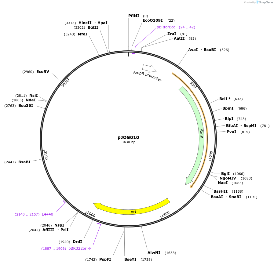 105370-plasmid-map-sequence-id-206421