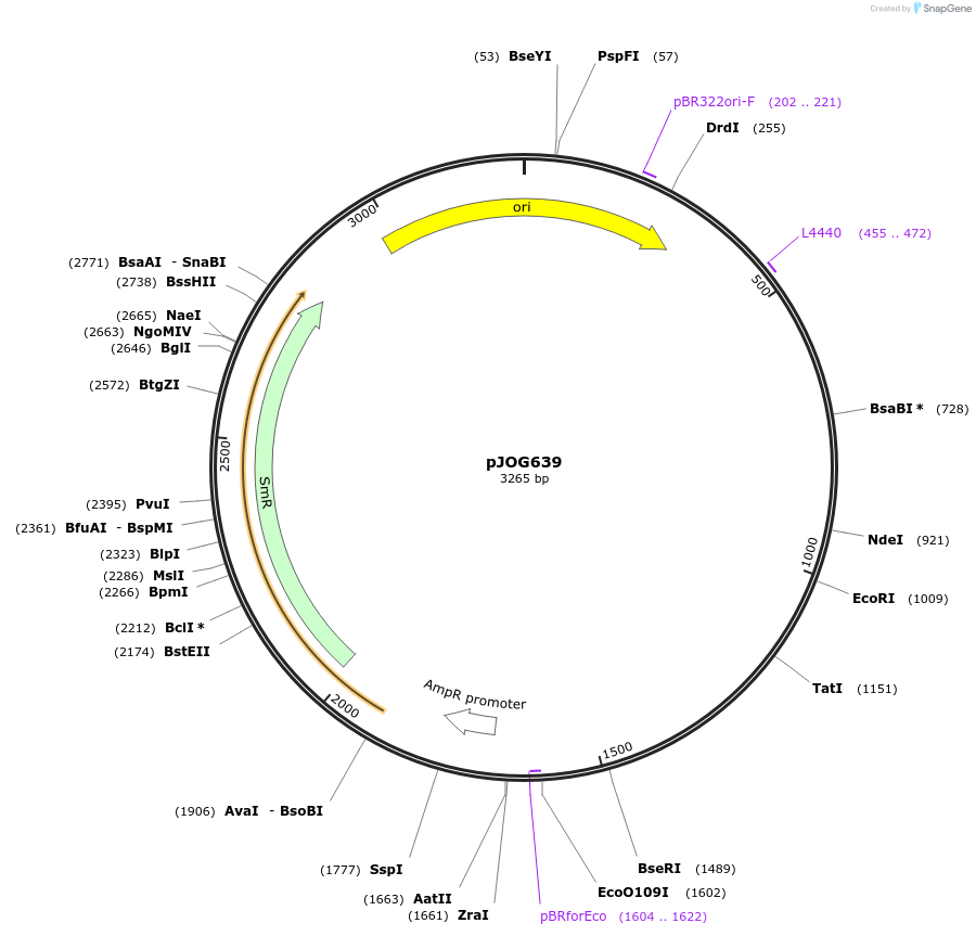 105390-plasmid-map-sequence-id-206715