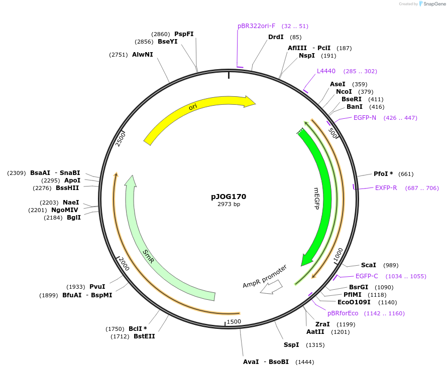 105391-plasmid-map-sequence-id-206716