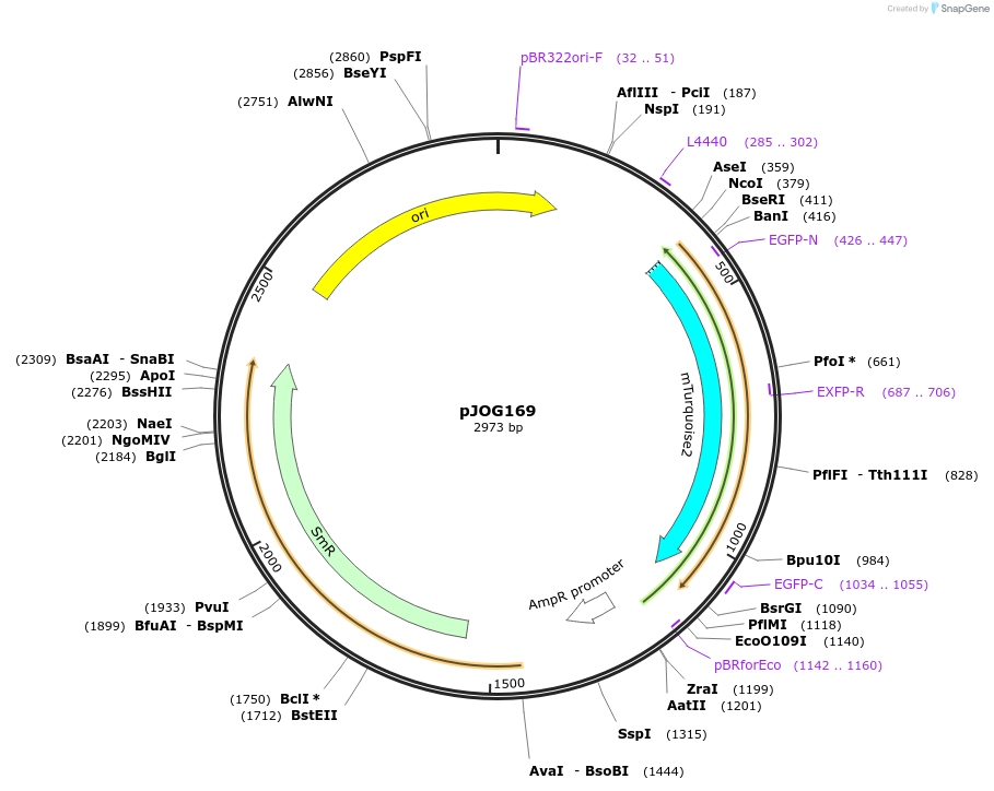 105393-plasmid-map-sequence-id-206718