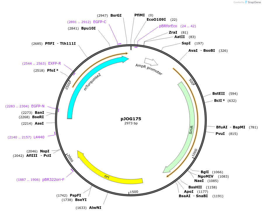 105394-plasmid-map-sequence-id-206719