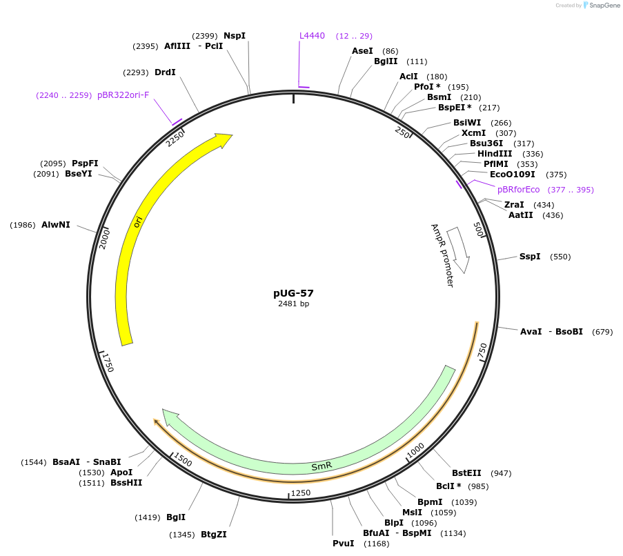 104714-plasmid-map-sequence-id-206721