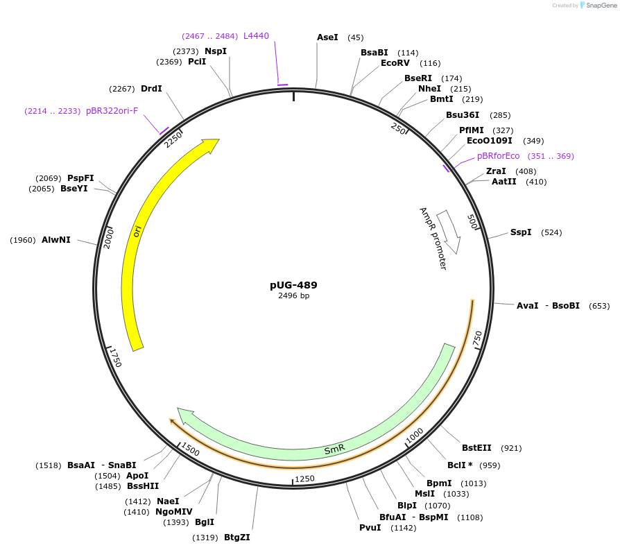 104715-plasmid-map-sequence-id-207006