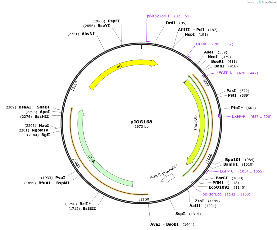 105395-plasmid-map-sequence-id-207039