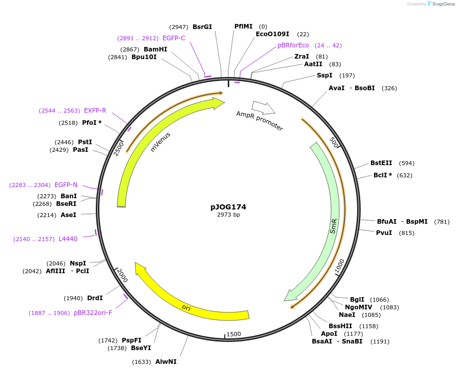 105396-plasmid-map-sequence-id-207040