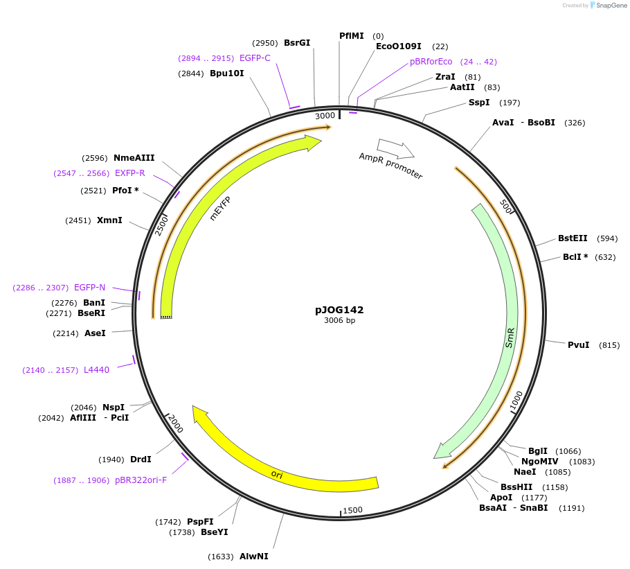105397-plasmid-map-sequence-id-207043