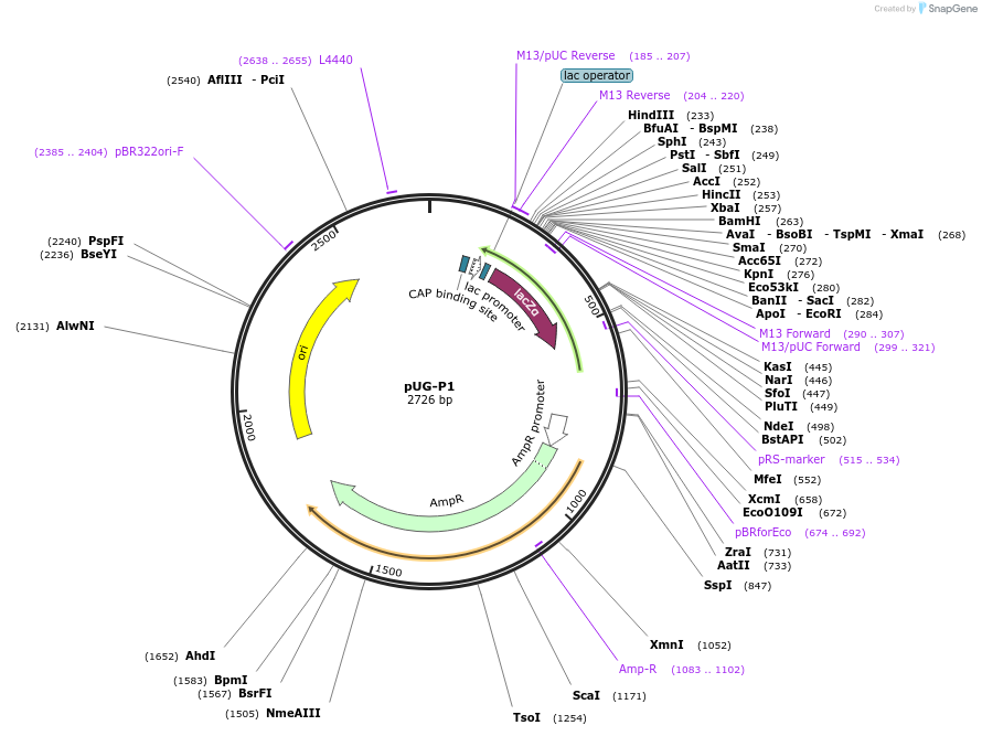 104643-plasmid-map-sequence-id-207044
