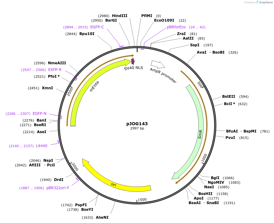 105398-plasmid-map-sequence-id-207045