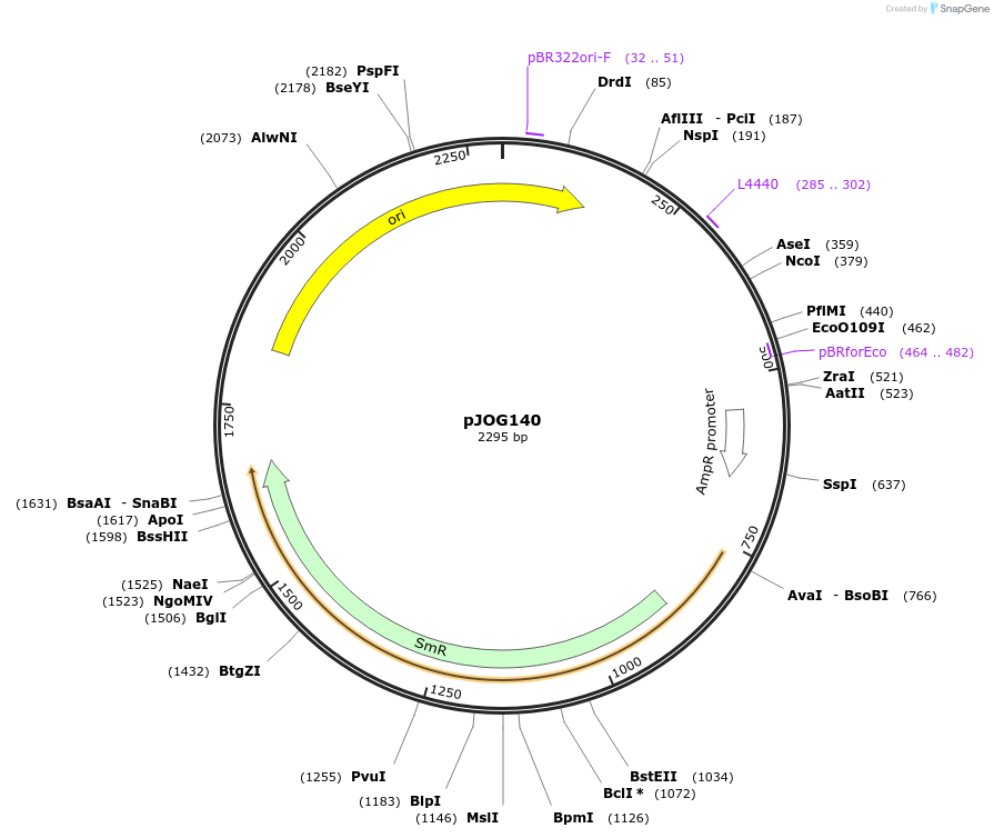 105399-plasmid-map-sequence-id-207048