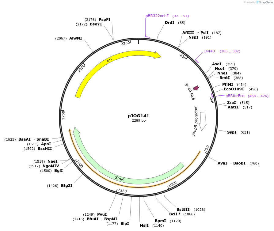 105400-plasmid-map-sequence-id-207049