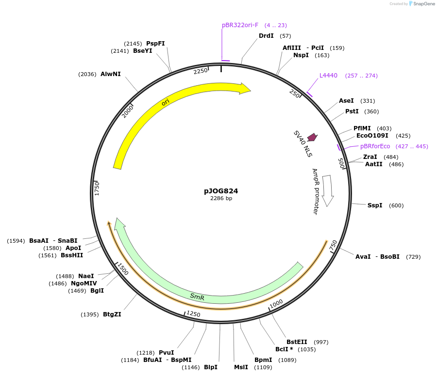 105401-plasmid-map-sequence-id-207051
