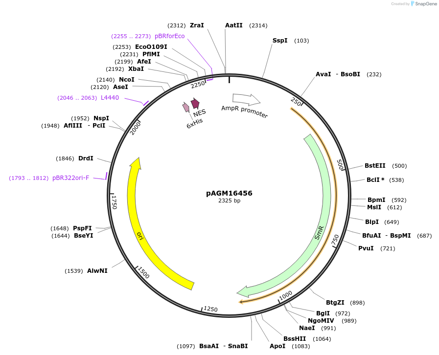 105402-plasmid-map-sequence-id-207053
