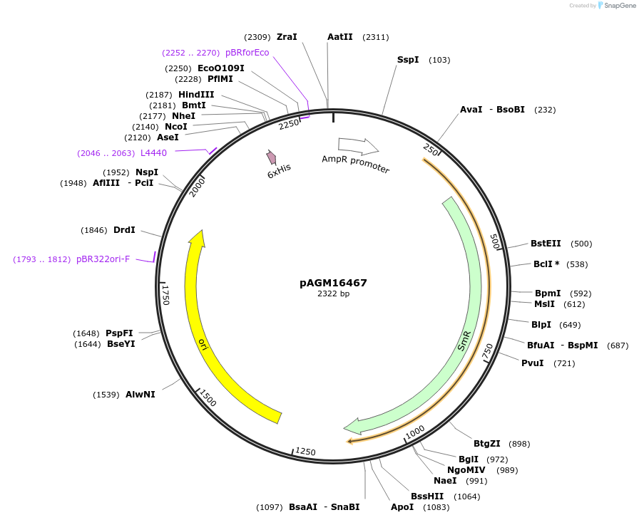 105403-plasmid-map-sequence-id-207055