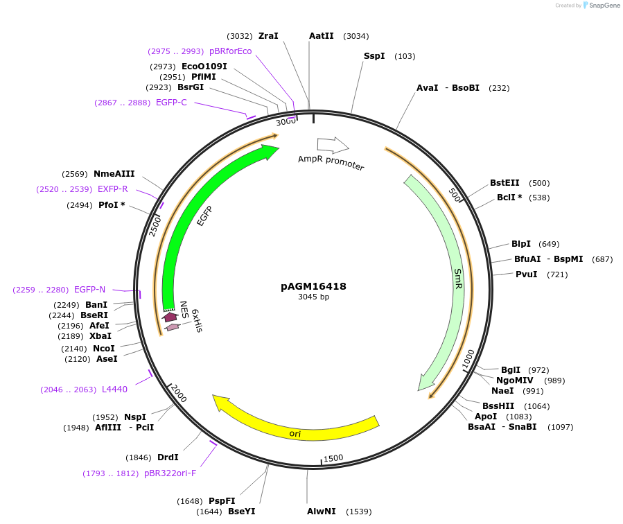 105404-plasmid-map-sequence-id-207057