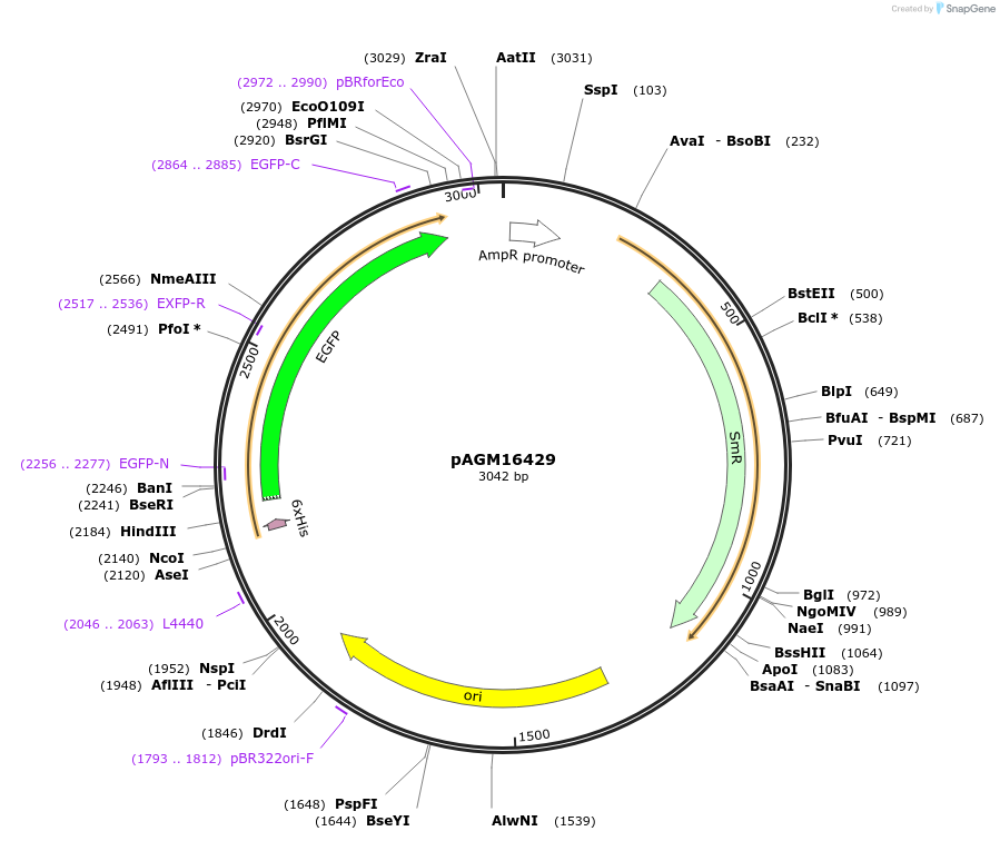 105405-plasmid-map-sequence-id-207059