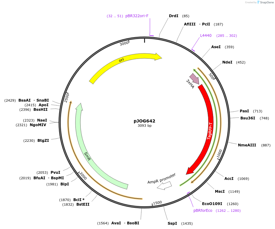 105406-plasmid-map-sequence-id-207061