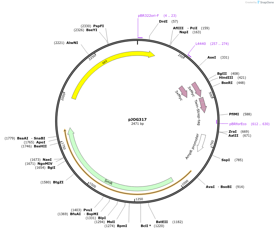 105407-plasmid-map-sequence-id-207062