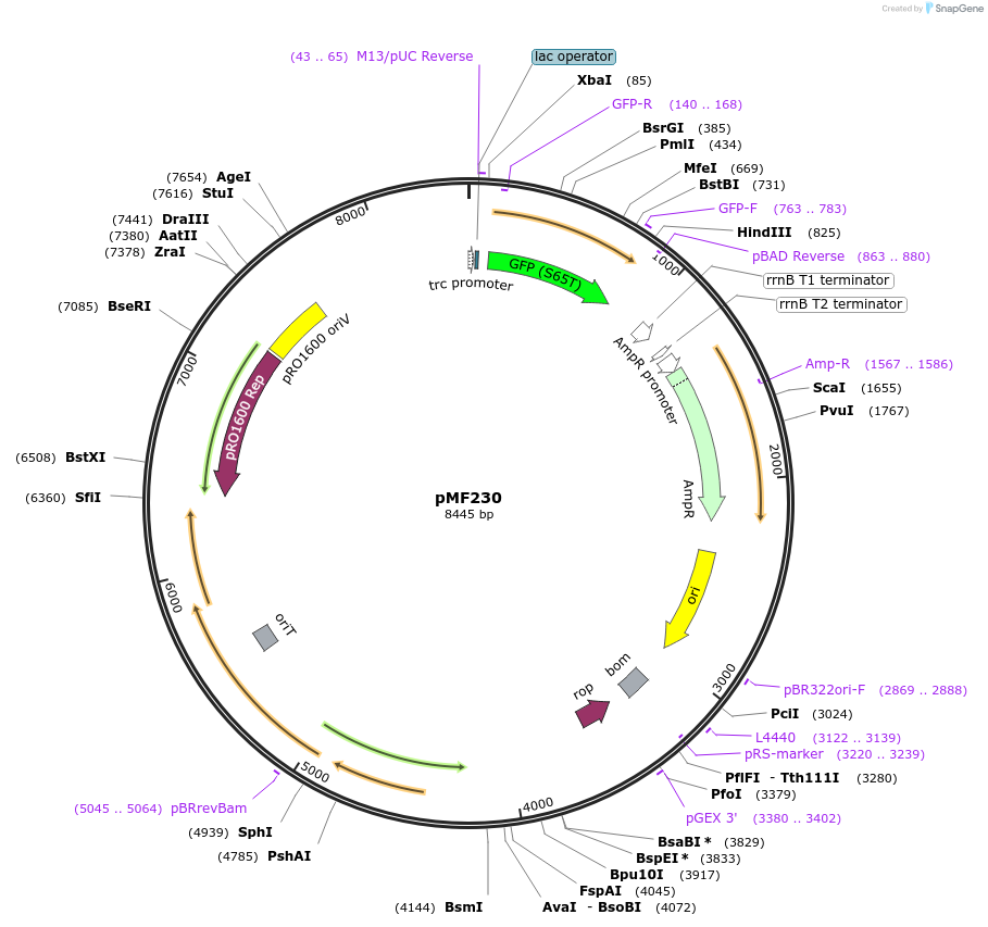 62546-plasmid-map-sequence-id-207090