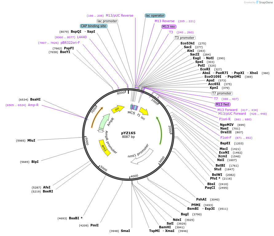 98418-plasmid-map-sequence-id-207093