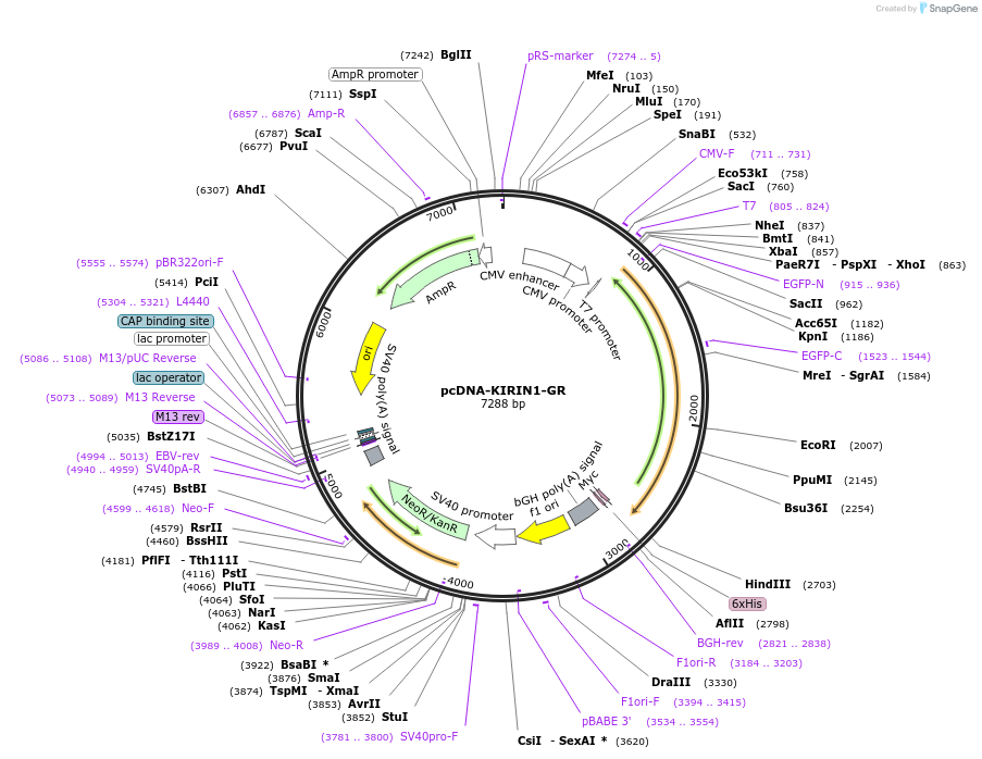 107418-plasmid-map-sequence-id-207095