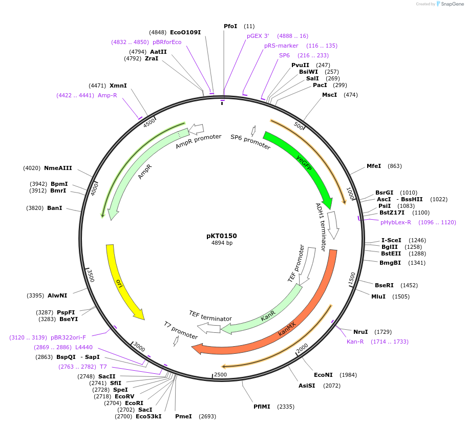 8741-plasmid-map-sequence-id-207097