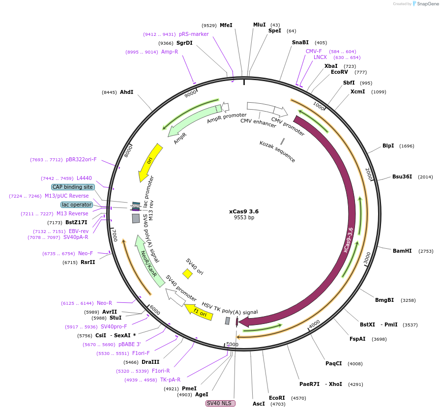 108384-plasmid-map-sequence-id-207176