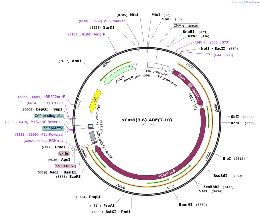 108387-plasmid-map-sequence-id-207183