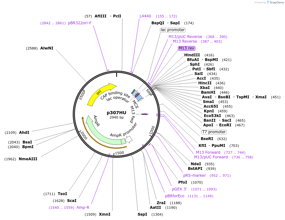 27386-plasmid-map-sequence-id-207185