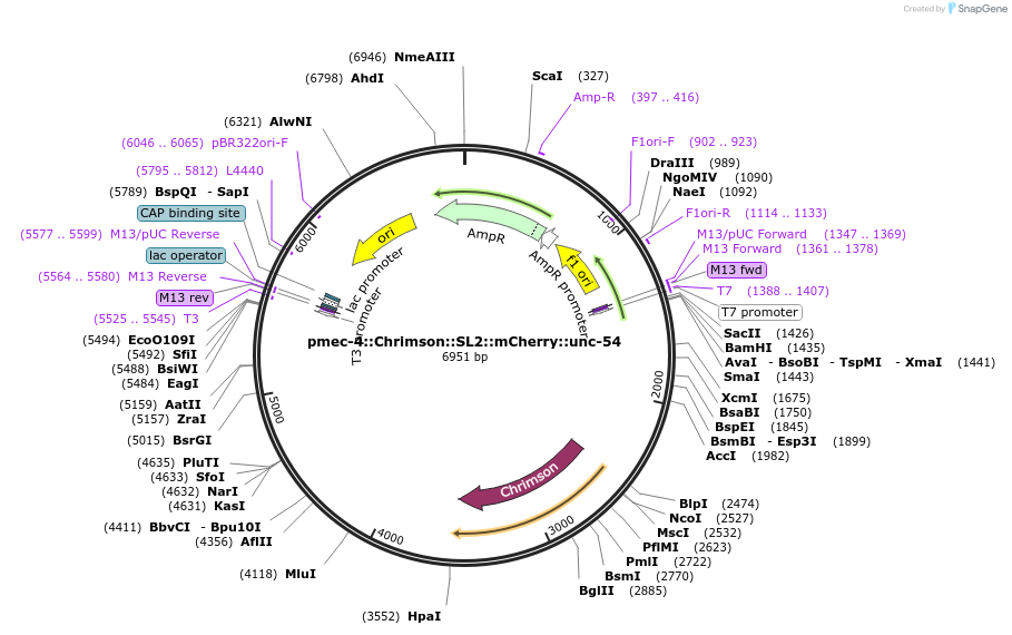 107745-plasmid-map-sequence-id-207199