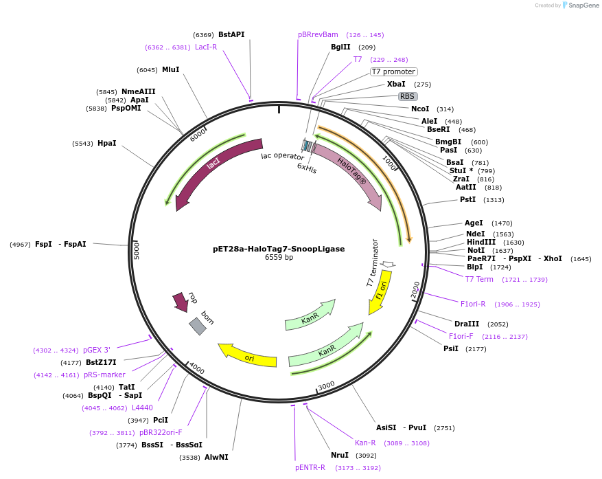 105627-plasmid-map-sequence-id-207217