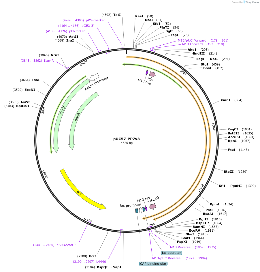 107230-plasmid-map-sequence-id-207219