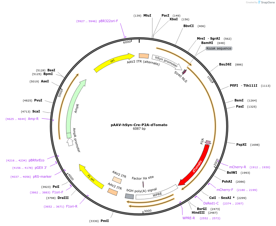 107738-plasmid-map-sequence-id-207220