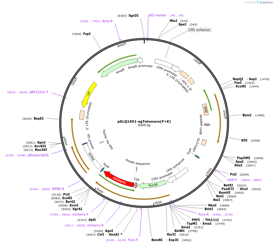 51024-plasmid-map-sequence-id-207222